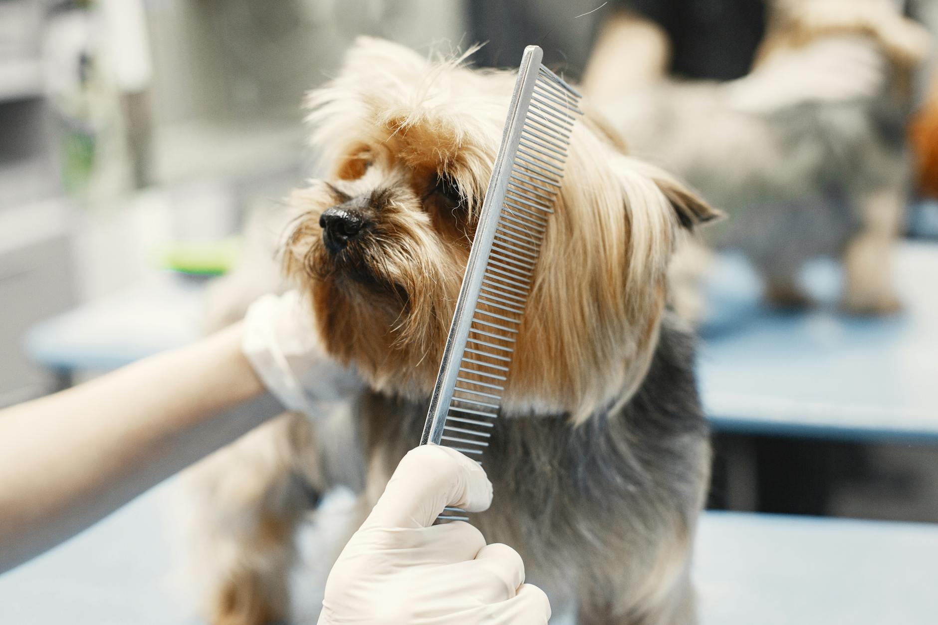 Dog being groomed